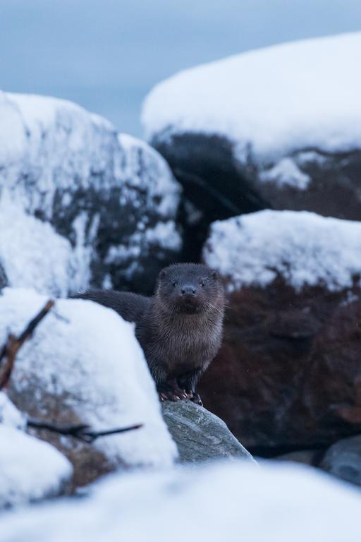 RotsundLyngen North别墅 外观 照片